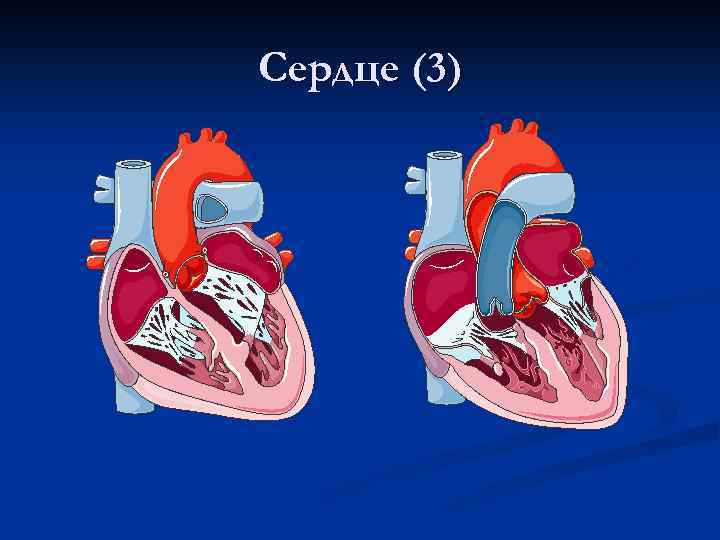 Сердце (3) 