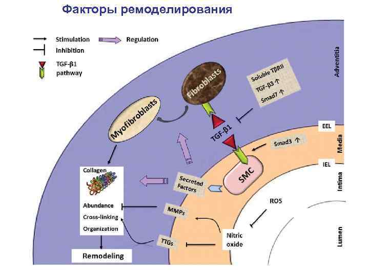 Факторы ремоделирования 