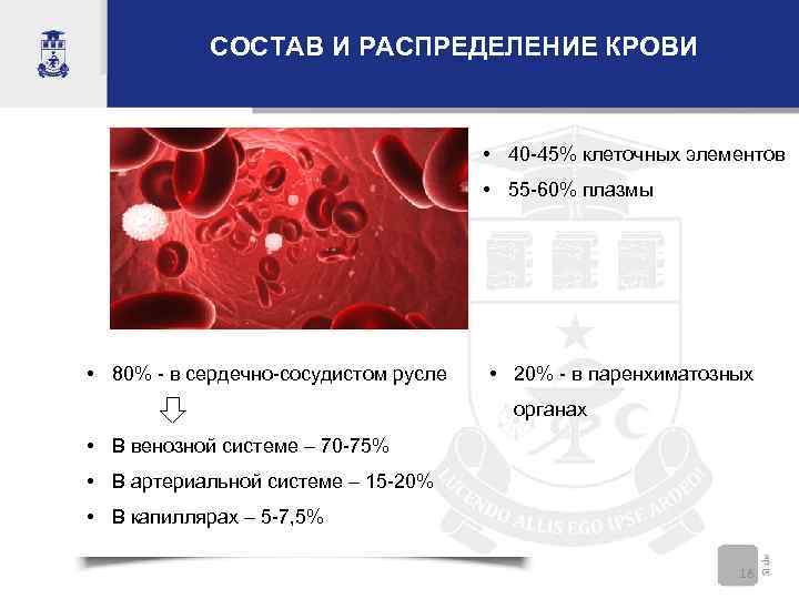 СОСТАВ И РАСПРЕДЕЛЕНИЕ КРОВИ • 40 -45% клеточных элементов • 55 -60% плазмы •