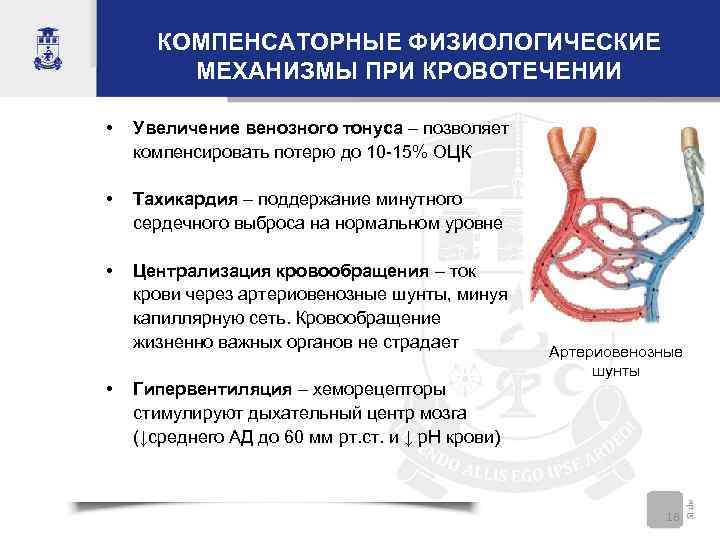 КОМПЕНСАТОРНЫЕ ФИЗИОЛОГИЧЕСКИЕ МЕХАНИЗМЫ ПРИ КРОВОТЕЧЕНИИ • Увеличение венозного тонуса – позволяет компенсировать потерю до