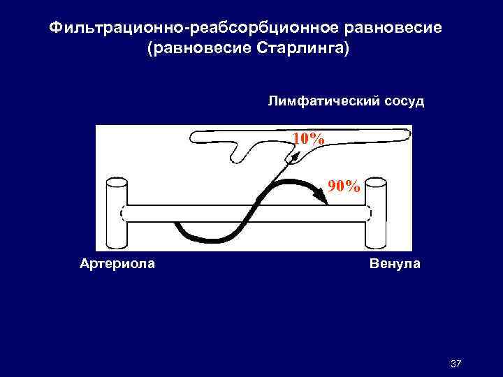 Фильтрационно-реабсорбционное равновесие (равновесие Старлинга) Лимфатический сосуд 1/10 10% Межклеточная жидкость 90% Капилляр 9/10 Артериола