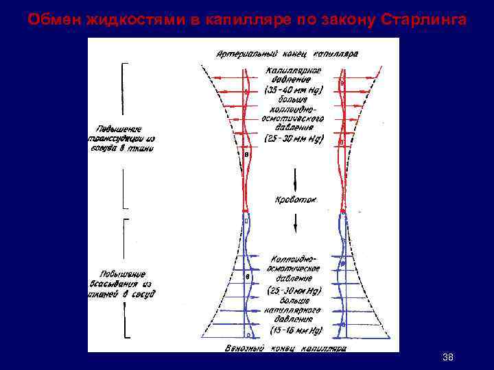 Обмен жидкостями в капилляре по закону Старлинга 38 