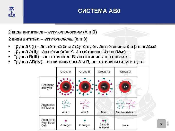 СИСТЕМА AB 0 2 вида антигенов – агглютиногены (A и B) 2 вида антител