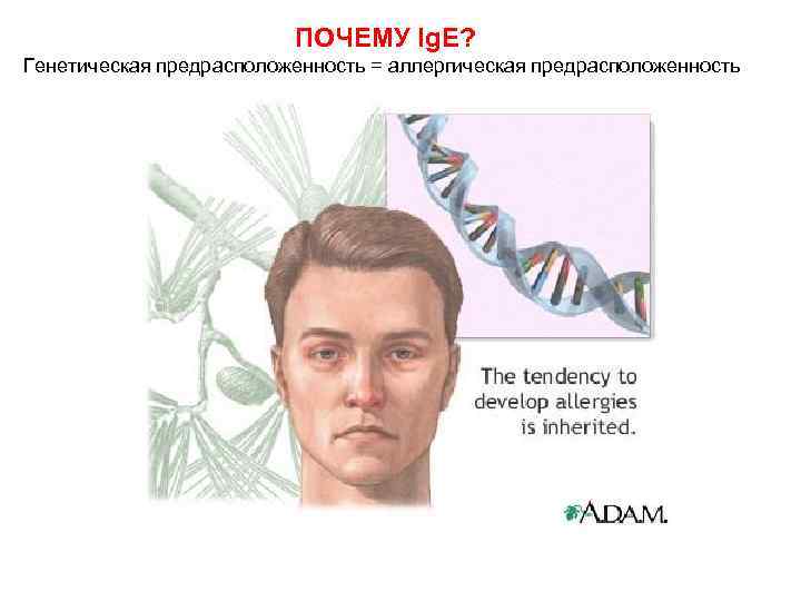 ПОЧЕМУ Ig. E? Генетическая предрасположенность = аллергическая предрасположенность 