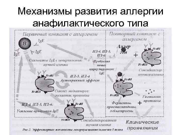 Механизмы развития аллергии анафилактического типа 