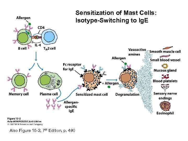 Sensitization of Mast Cells: Isotype-Switching to Ig. E Also Figure 15 -2, 7 th