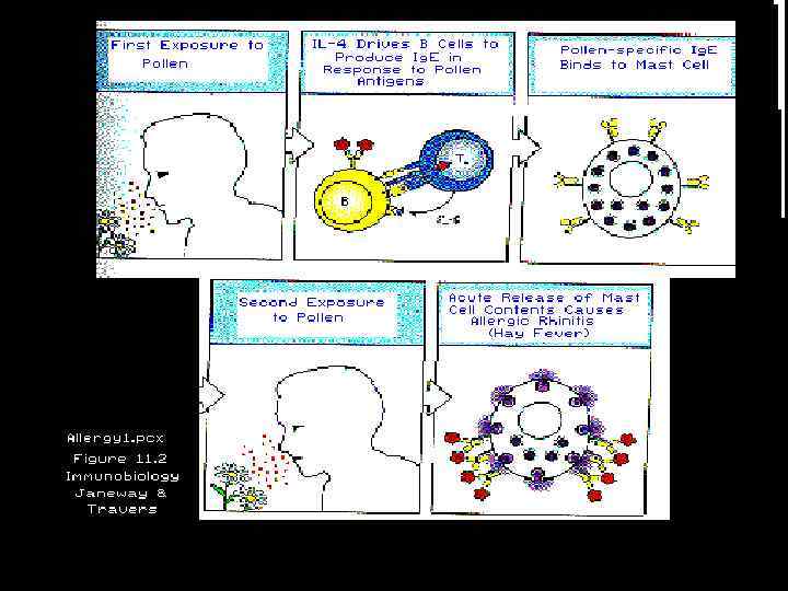 Initiation of Hypersensitivity (Start 1) 