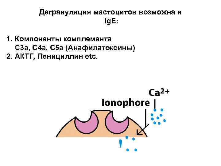 Дегрануляция мастоцитов возможна и Ig. E: 1. Компоненты комплемента C 3 a, C 4