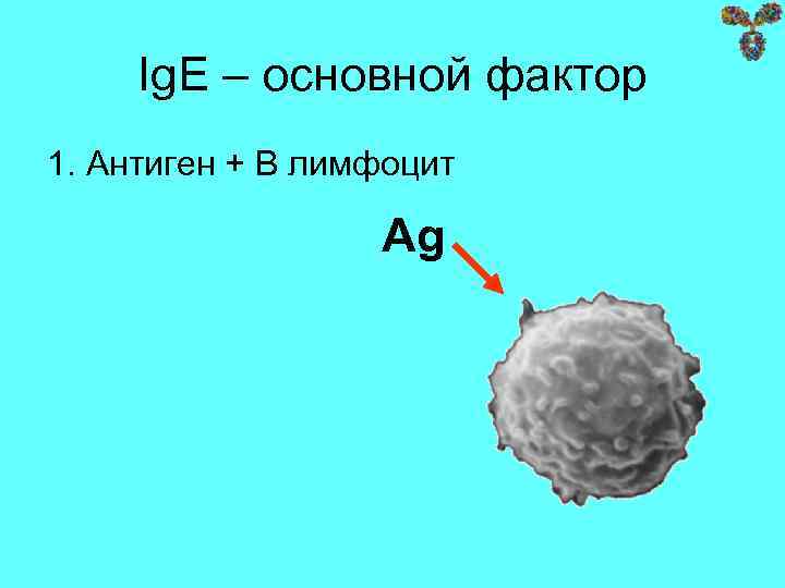 Ig. E – основной фактор 1. Aнтиген + B лимфоцит Ag 