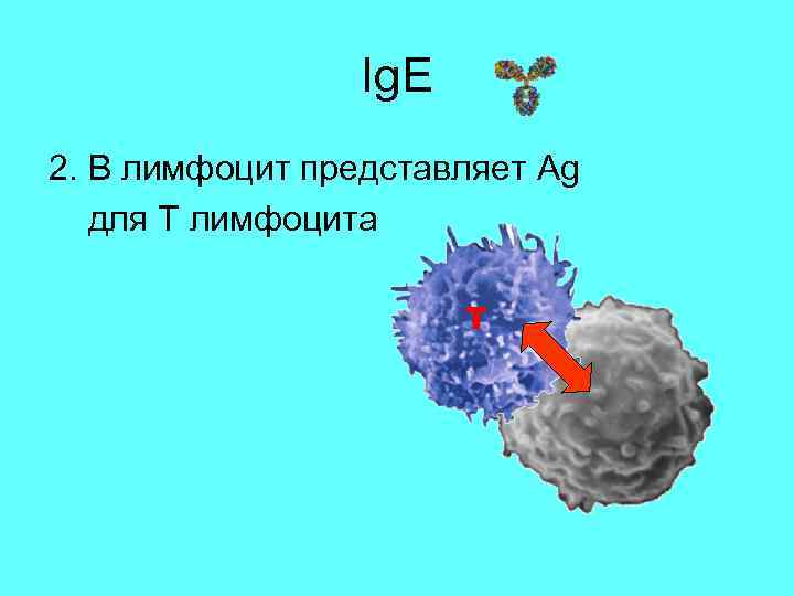 Ig. E 2. B лимфоцит представляет Ag для T лимфоцита Т 