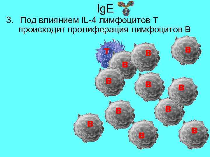 Ig. E 3. Под влиянием IL-4 лимфоцитов Т происходит пролиферация лимфоцитов В Т В