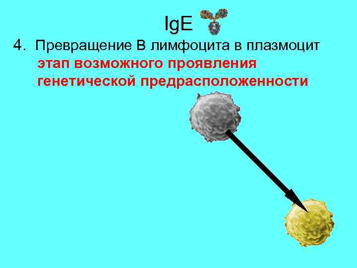 Ig. E 4. Превращение В лимфоцита в плазмоцит этап возможного проявления генетической предрасположенности 