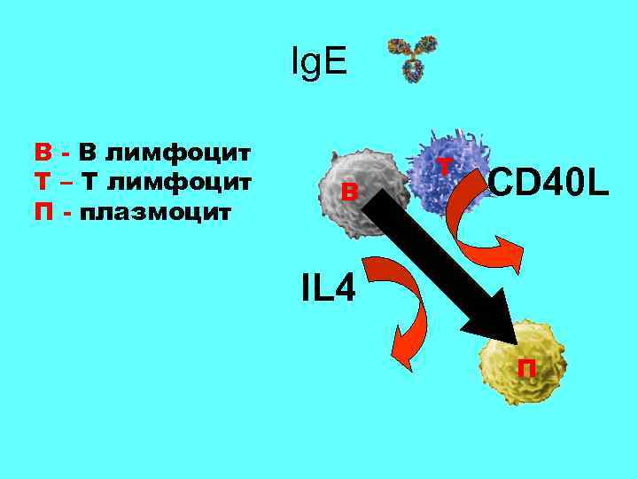 Ig. E В - В лимфоцит Т – Т лимфоцит П - плазмоцит В