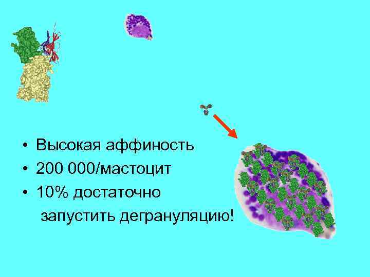  • Высокая аффиность • 200 000/мастоцит • 10% достаточно запустить дегрануляцию! 