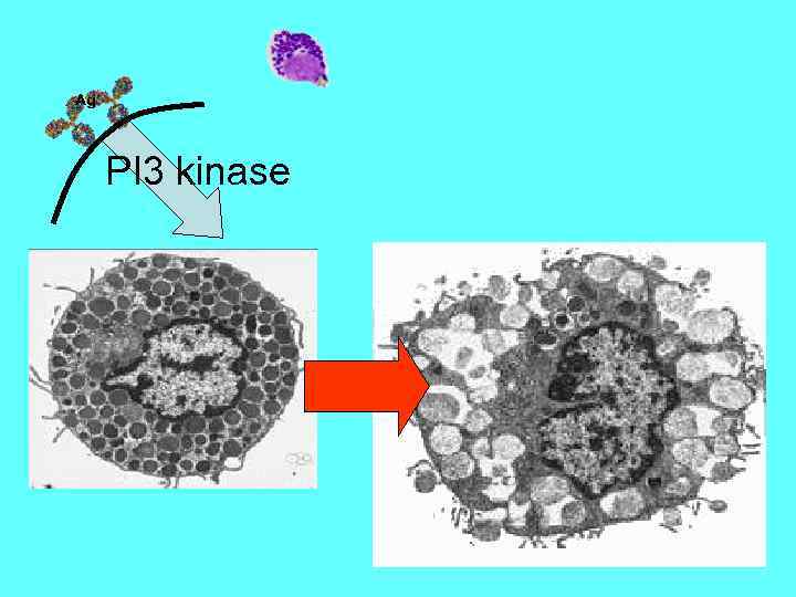 Ag PI 3 kinase 