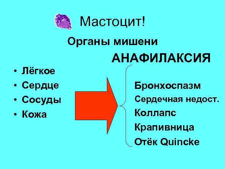 Maстоцит! Органы мишени AНАФИЛАКСИЯ • • Лёгкое Cердце Сосуды Кожа Бронхоспазм Сердечная недост. Коллапс