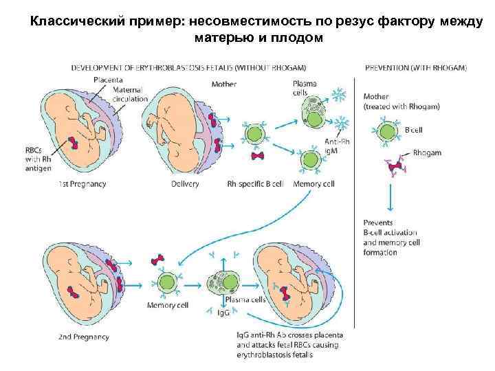 Классический пример: несовместимость по резус фактору между матерью и плодом 