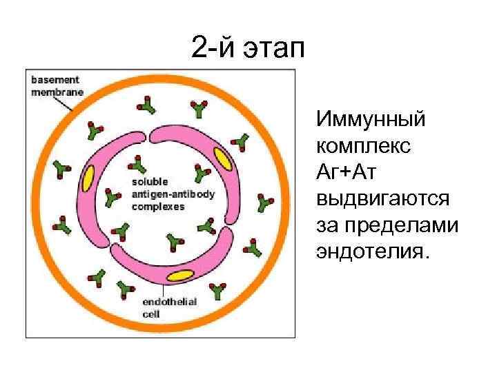 2 -й этап Иммунный комплекс Аг+Ат выдвигаются за пределами эндотелия. 