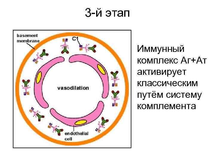 3 -й этап Иммунный комплекс Аг+Ат активирует классическим путём систему комплемента 