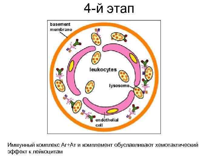 4 -й этап Иммунный комплекс Аг+Ат и комплемент обуславливают хемотактический эффект к лейкоцитам 