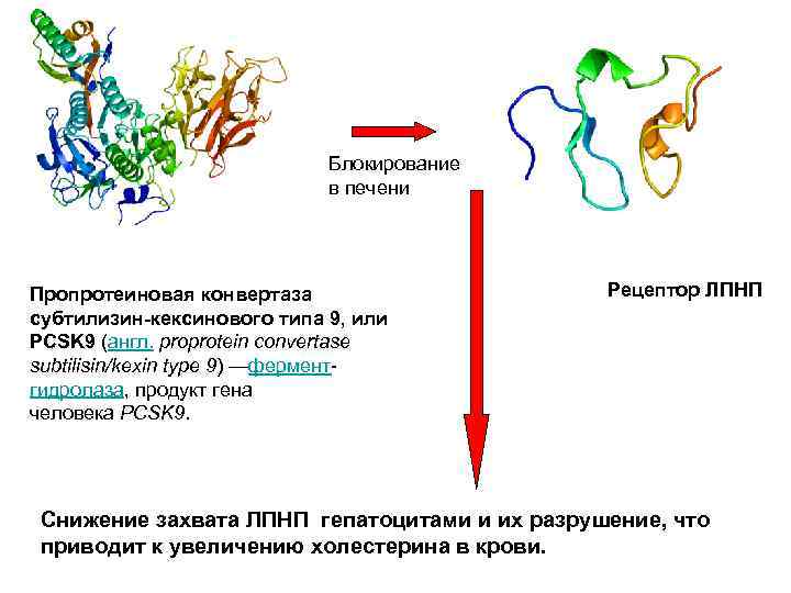 Блокирование в печени Пропротеиновая конвертаза субтилизин-кексинового типа 9, или PCSK 9 (англ. proprotein convertase