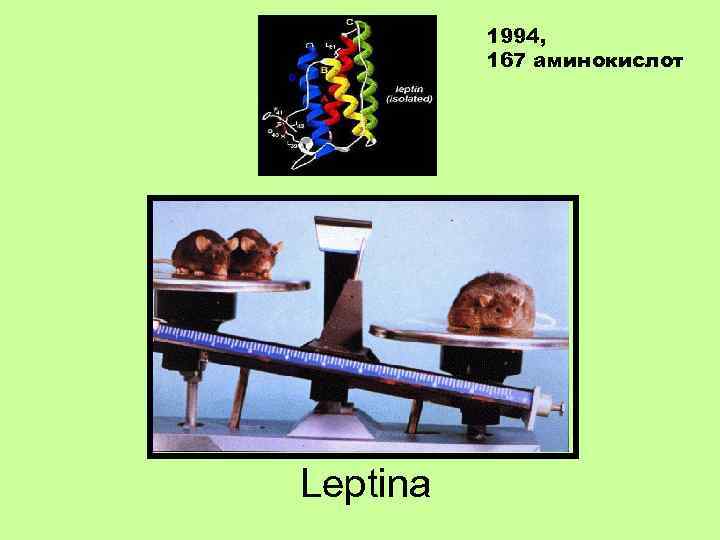 1994, 167 aминокислот Leptina 