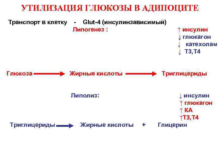 УТИЛИЗАЦИЯ ГЛЮКОЗЫ В АДИПОЦИТЕ Транспорт в клетку Глюкоза - Glut-4 (инсулинзависимый) Липогенез : Жирные