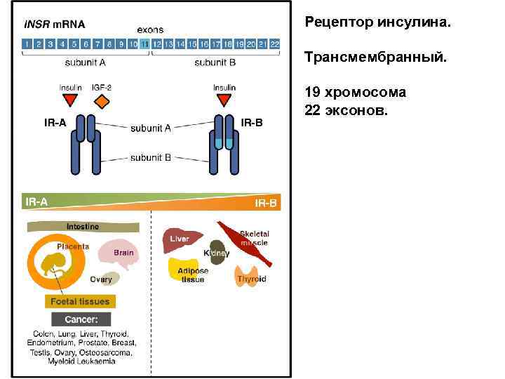 Рецептор инсулина. Трансмембранный. 19 хромосома 22 эксонов. 