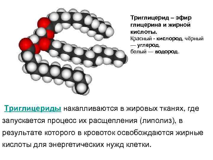 Триглицерид – эфир глицерина и жирной кислоты. Красный - кислород, чёрный — углерод, белый