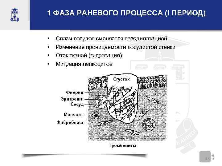 1 ФАЗА РАНЕВОГО ПРОЦЕССА (I ПЕРИОД) • • Спазм сосудов сменяется вазодилатацией Изменение проницаемости