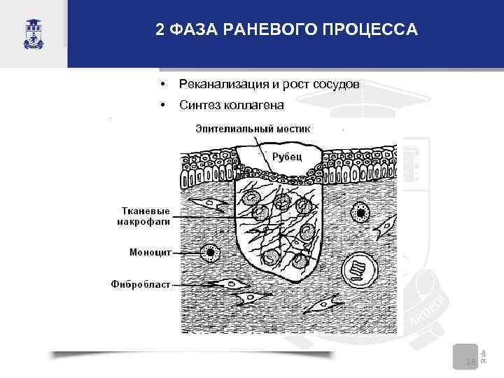 2 ФАЗА РАНЕВОГО ПРОЦЕССА • Реканализация и рост сосудов • Синтез коллагена 18 