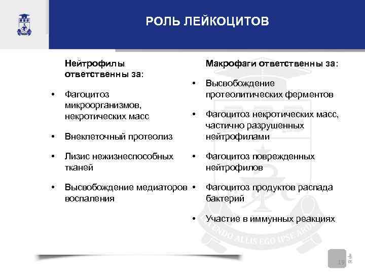 РОЛЬ ЛЕЙКОЦИТОВ Нейтрофилы ответственны за: • Фагоцитоз микроорганизмов, некротических масс Макрофаги ответственны за: •