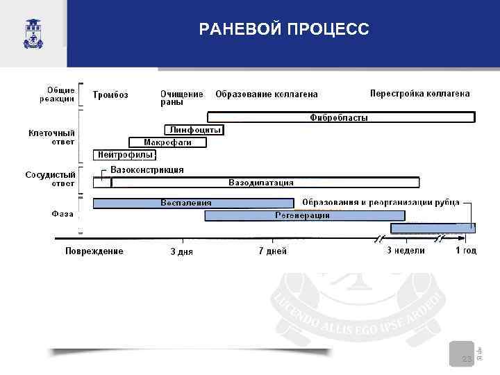 РАНЕВОЙ ПРОЦЕСС 23 