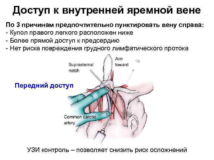 Строение женских гениталий фото