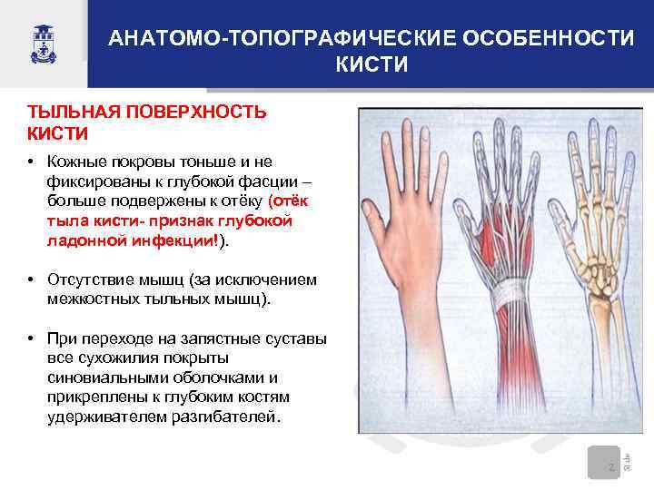 АНАТОМО-ТОПОГРАФИЧЕСКИЕ ОСОБЕННОСТИ КИСТИ ТЫЛЬНАЯ ПОВЕРХНОСТЬ КИСТИ • Кожные покровы тоньше и не фиксированы к