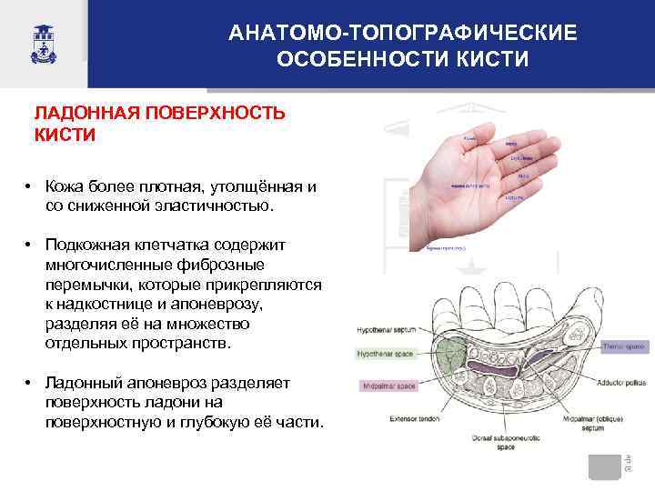 АНАТОМО-ТОПОГРАФИЧЕСКИЕ ОСОБЕННОСТИ КИСТИ ЛАДОННАЯ ПОВЕРХНОСТЬ КИСТИ • Кожа более плотная, утолщённая и со сниженной