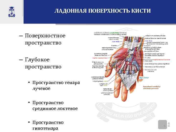 Как устроено влагалище картинки