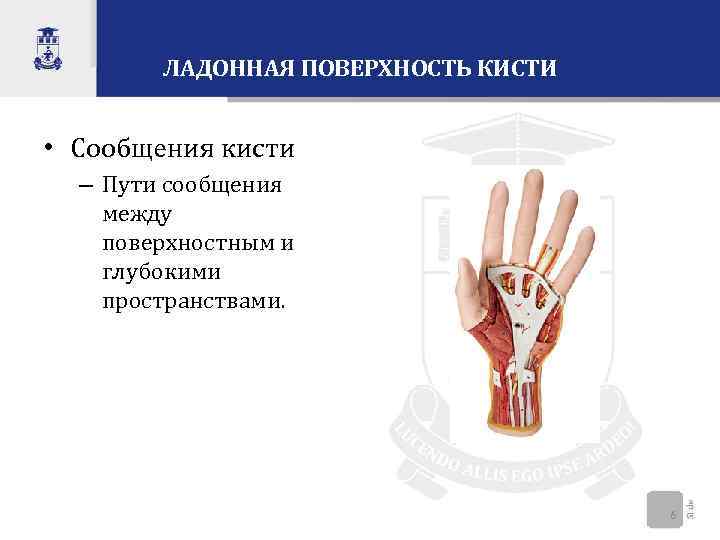 ЛАДОННАЯ ПОВЕРХНОСТЬ КИСТИ • Сообщения кисти – Пути сообщения между поверхностным и глубокими пространствами.