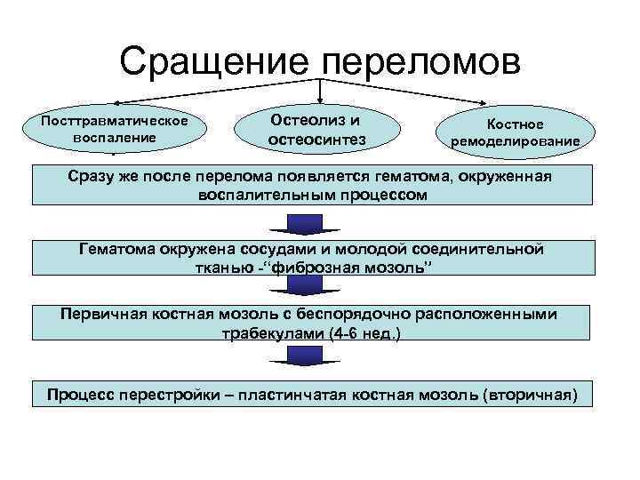 Сращение переломов Посттравматическое воспаление op Остеолиз и остеосинтез Костное ремоделирование Сразу же после перелома