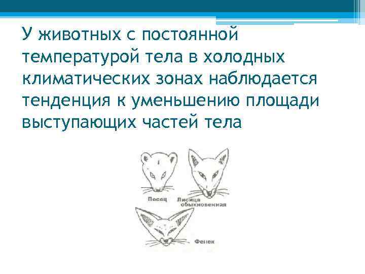 У животных с постоянной температурой тела в холодных климатических зонах наблюдается тенденция к уменьшению