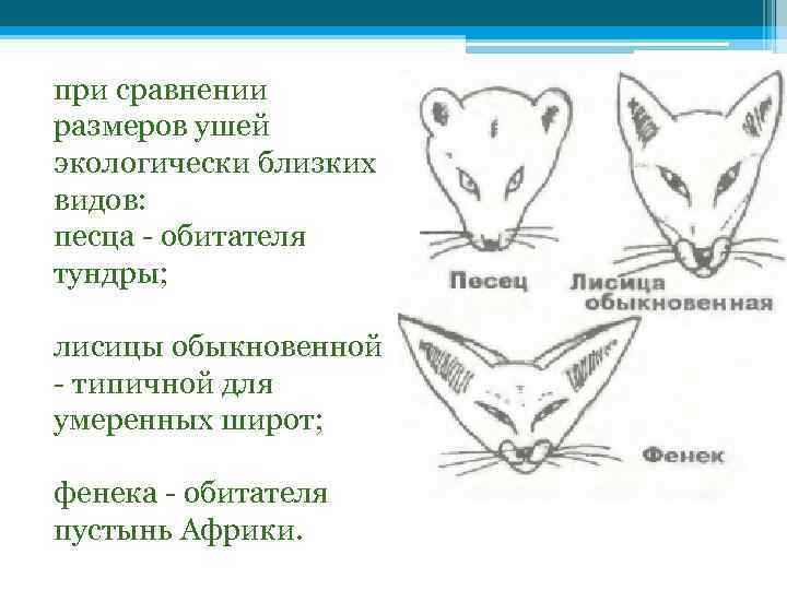 при сравнении размеров ушей экологически близких видов: песца - обитателя тундры; лисицы обыкновенной -