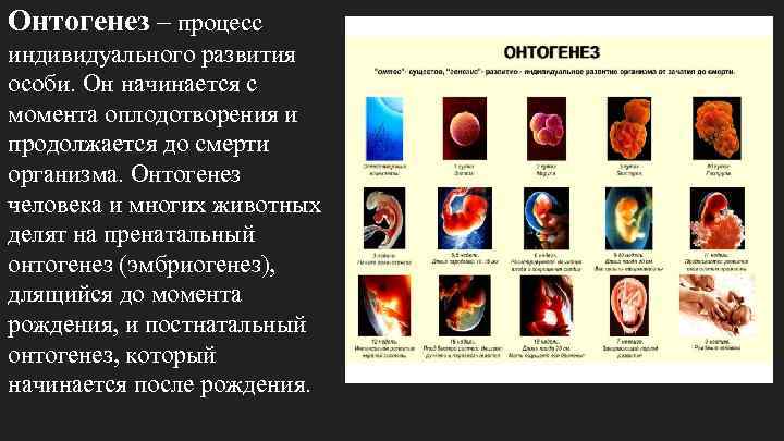 Онтогенез – процесс индивидуального развития особи. Он начинается с момента оплодотворения и продолжается до