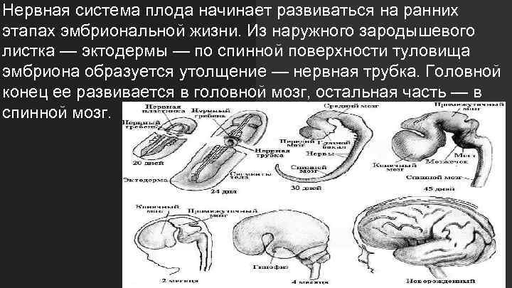 Нервная система плода начинает развиваться на ранних этапах эмбриональной жизни. Из наружного зародышевого листка