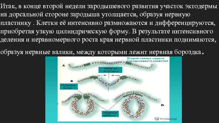 Итак, в конце второй недели зародышевого развития участок эктодермы на дорсальной стороне зародыша утолщается,