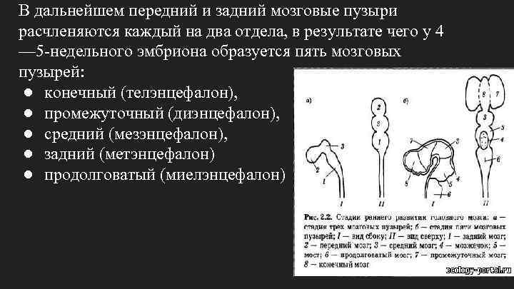 Стадия пяти мозговых пузырей. Мозговые пузыри и их производные. Стадия пяти мозговых пузырей в возрасте. Из переднего мозгового пузыря эмбриона человека развивается…. Мозговые пузыри у эмбриона.