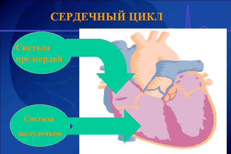 СЕРДЕЧНЫЙ ЦИКЛ • Диастола • предсердий Систола желудочков • Диастола желудочков 