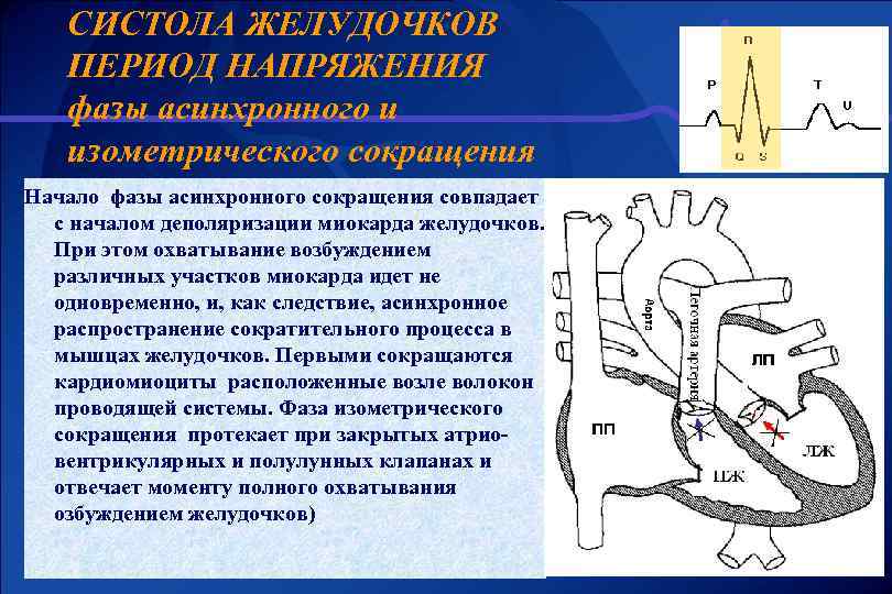 СИСТОЛА ЖЕЛУДОЧКОВ ПЕРИОД НАПРЯЖЕНИЯ фазы асинхронного и изометрического сокращения Начало фазы асинхронного сокращения совпадает