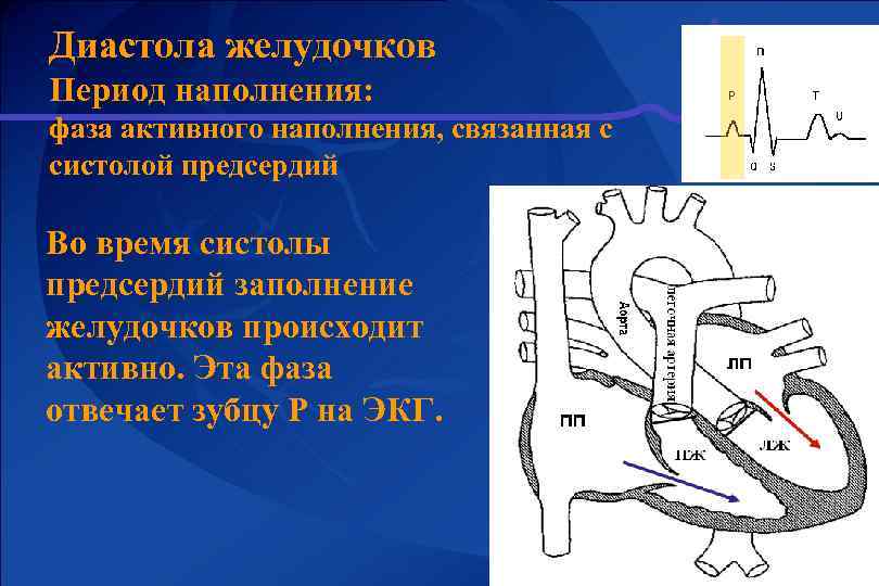 Диастола желудочков Период наполнения: фаза активного наполнения, связанная с систолой предсердий Во время систолы