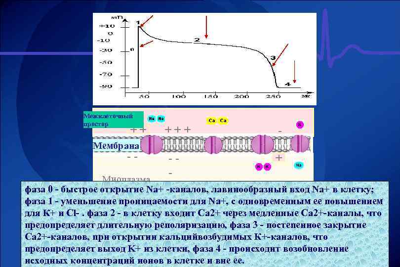 Межклеточный простор ++ +++ - Мембрана -- -- + Миоплазма фаза 0 - быстрое