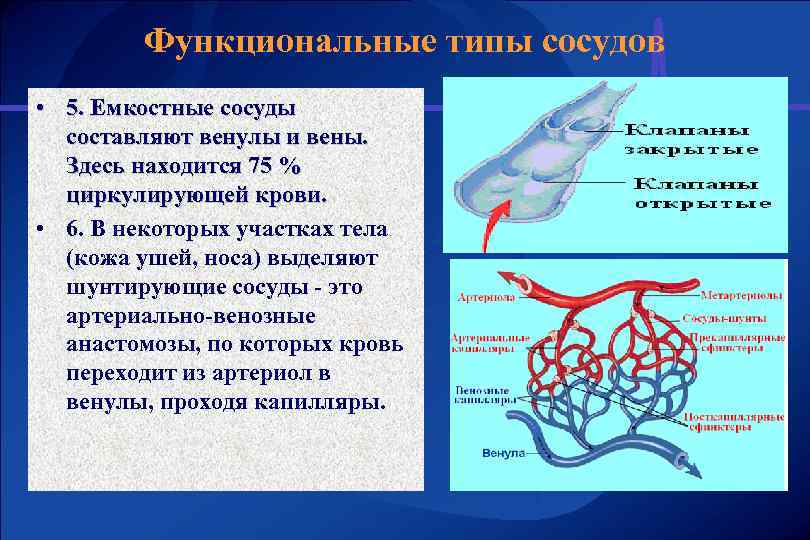 Функциональные типы сосудов • 5. Емкостные сосуды составляют венулы и вены. Здесь находится 75